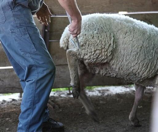 KAMER Schäferstab mit Beinfang (95 cm)
