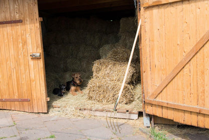 Dunggabel | 4 Zinken (31 cm) | gold