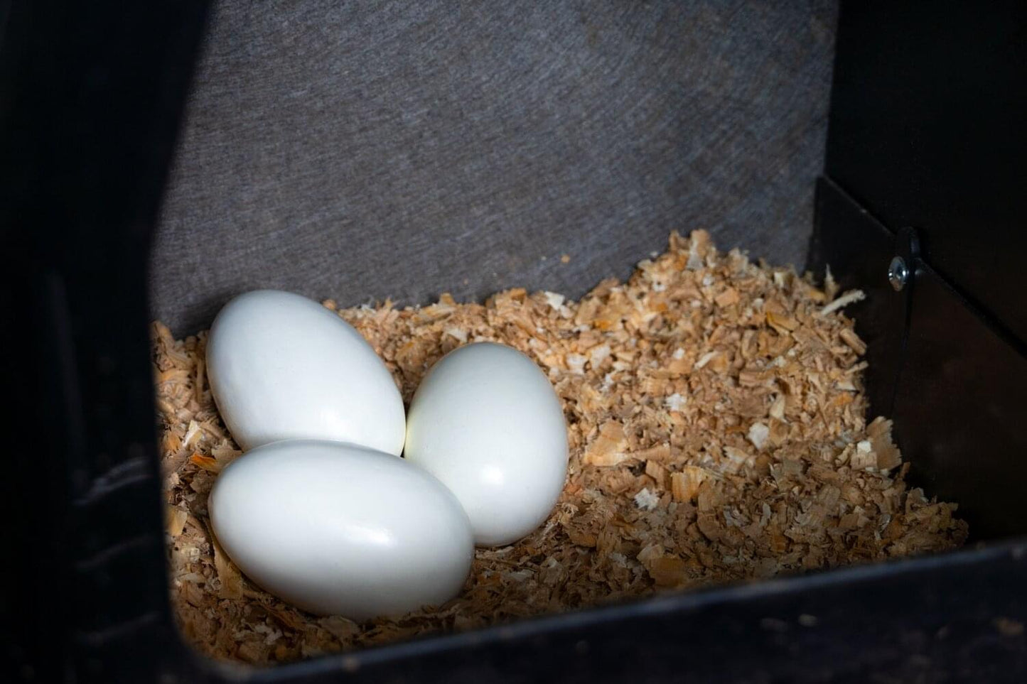 Nesteier aus Holz für Hühner | weiß | 3 Stück