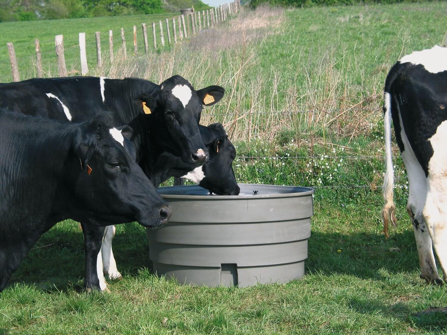 Weidetränke "Superbac" mit Vollumrandung | 1000 Liter | korrisionsfrei