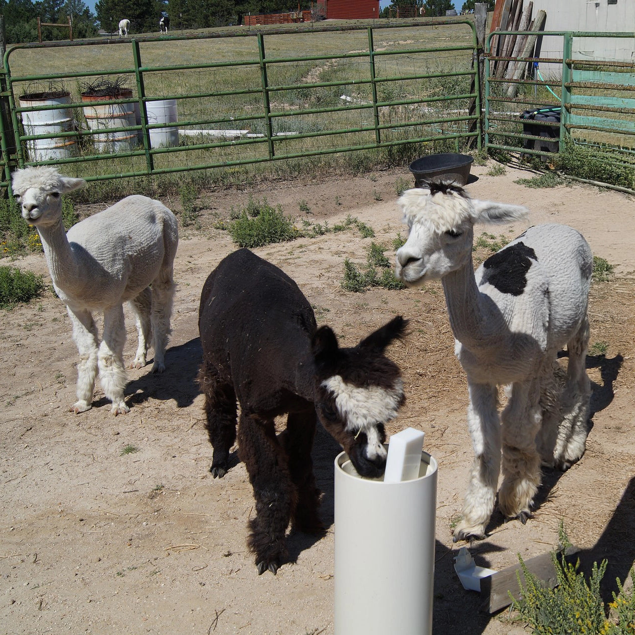 Standtränke Drinking Post