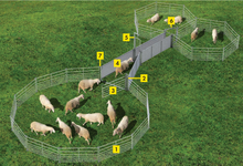 Standard Anlage zum Fangen, Behandeln und Sortieren von Schafen - Komplettset