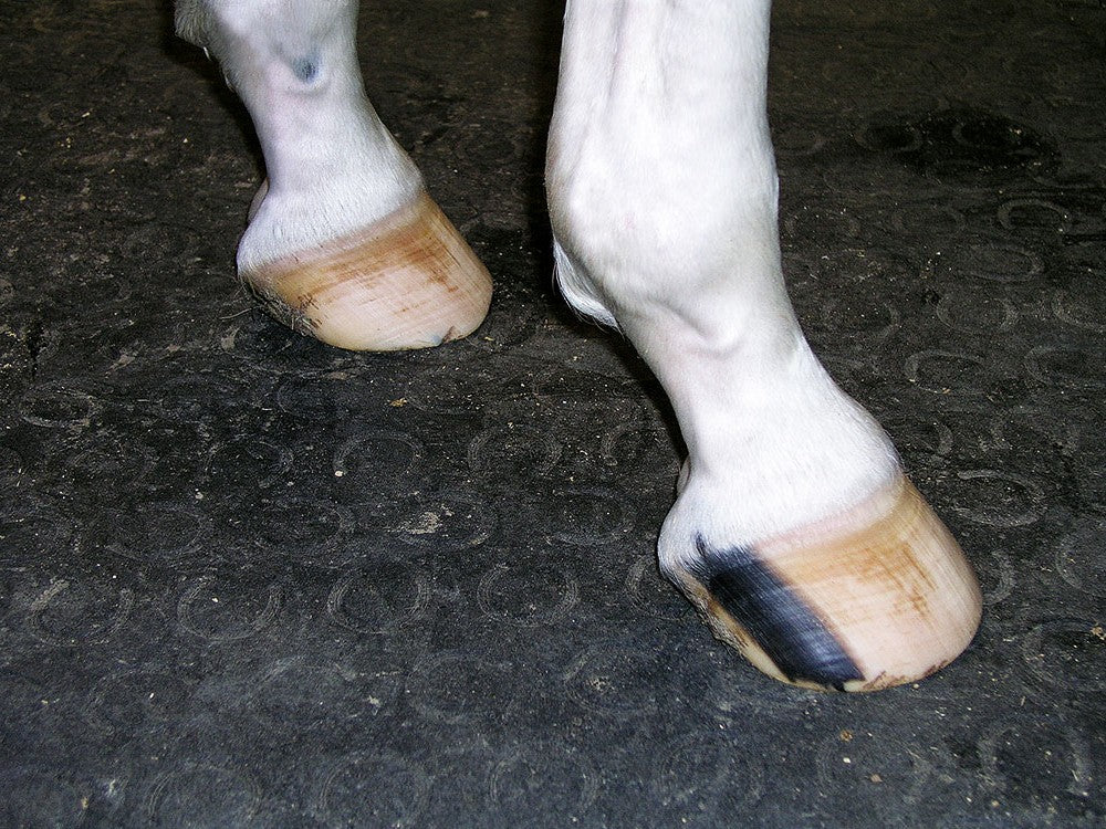 Kraiburg Belmondo® Boxenmatte Basic