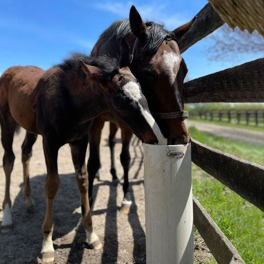 Standtränke Drinking Post