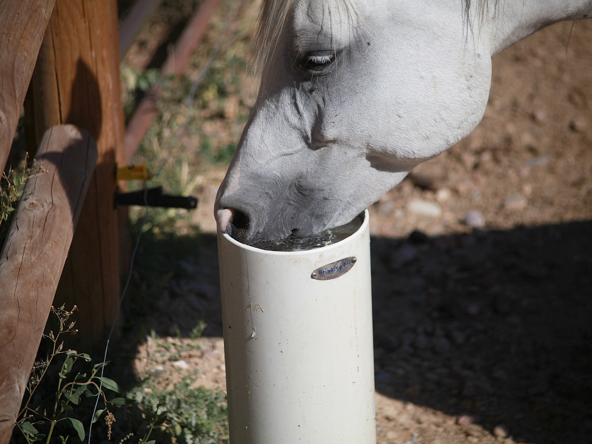 Standtränke "Drinking Post"