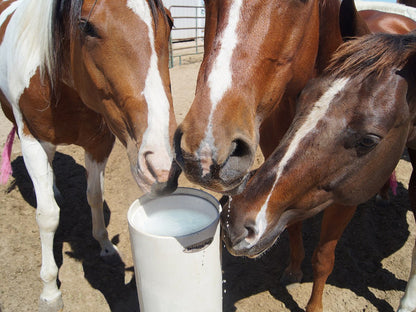 Standtränke "Drinking Post"