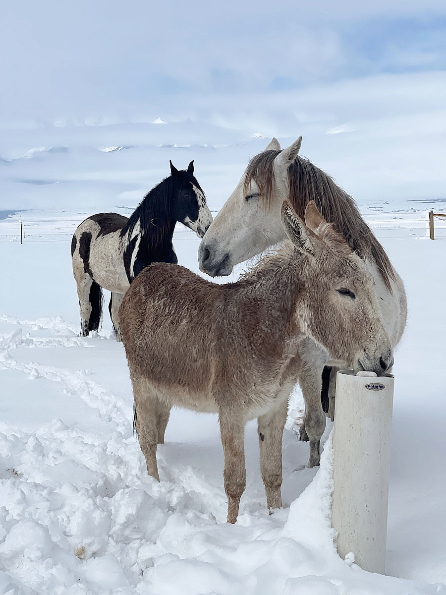 Standtränke "Drinking Post"