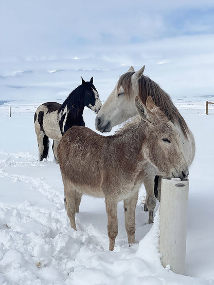 Standtränke "Drinking Post"