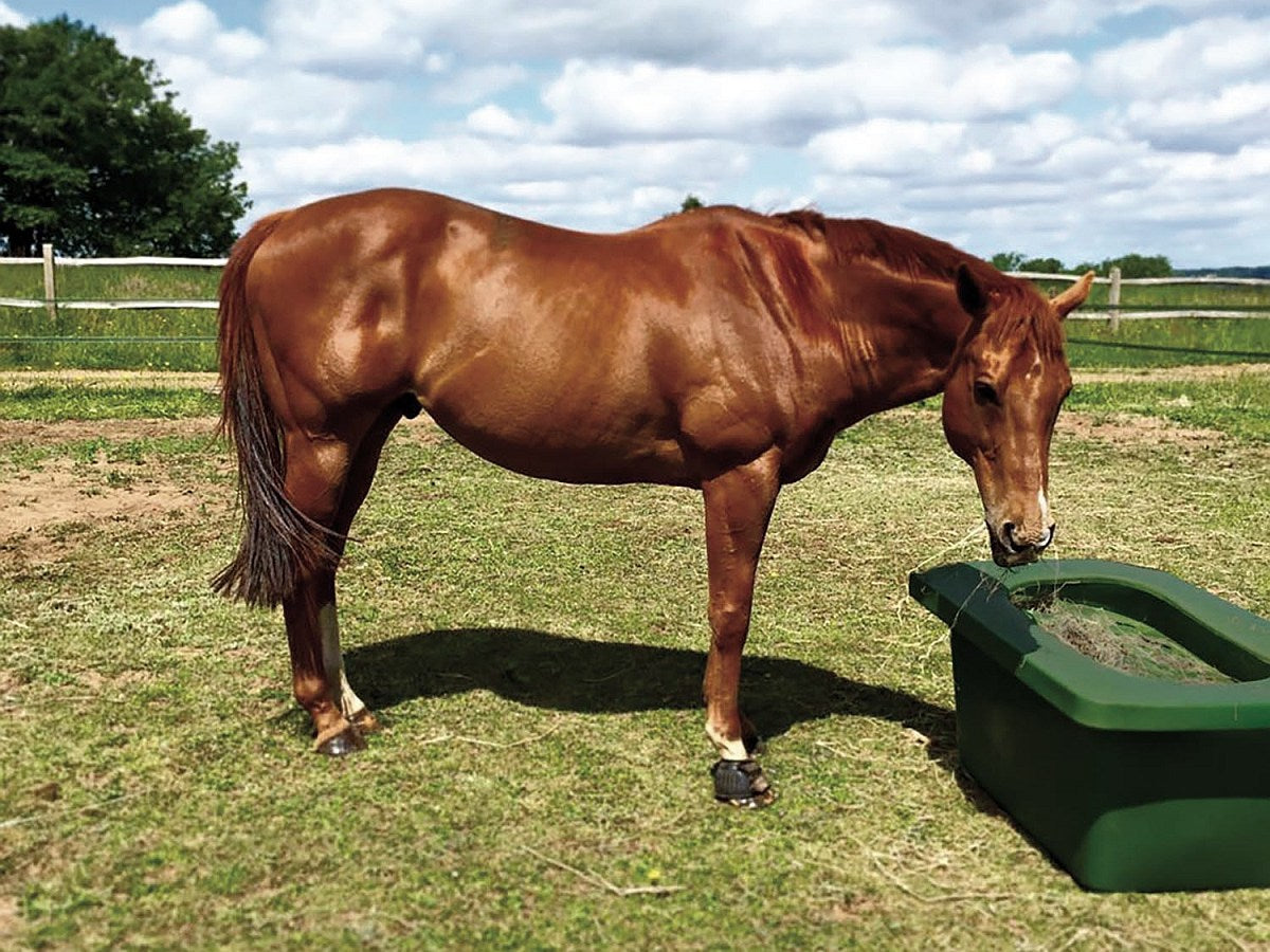Koppel- u. Paddocktrog aus Kunststoff
