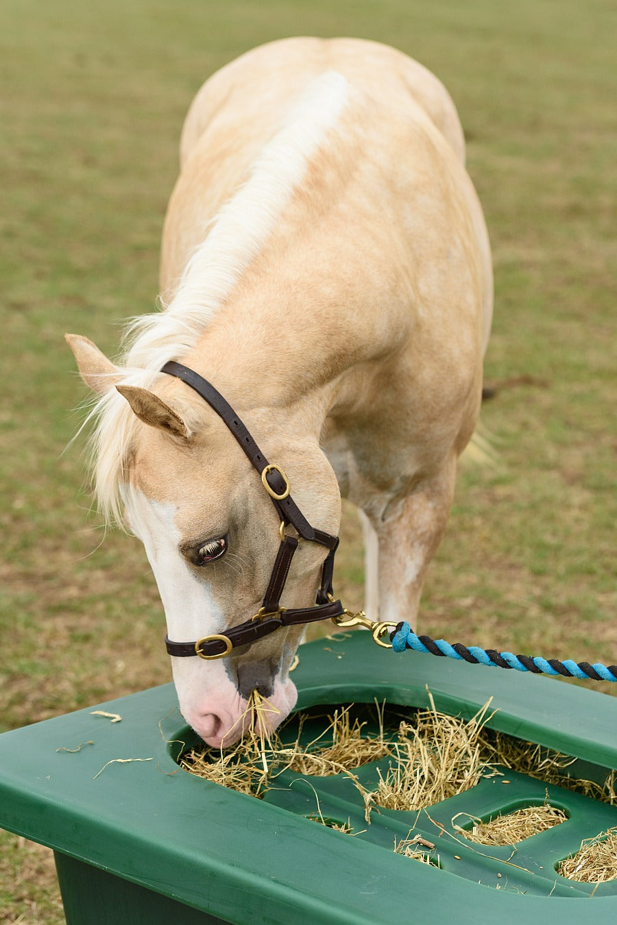 Koppel- u. Paddocktrog aus Kunststoff