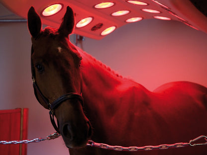 Pferdesolarium Q-Line Mercurr