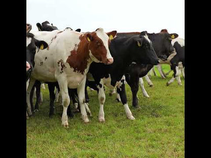Gallagher Zaunspinne (5 Stück) - Der bewegliche Weidezaun